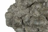 Cluster Of Pyrite Replaced Brachiopods - Sylvania, Ohio #188728-3